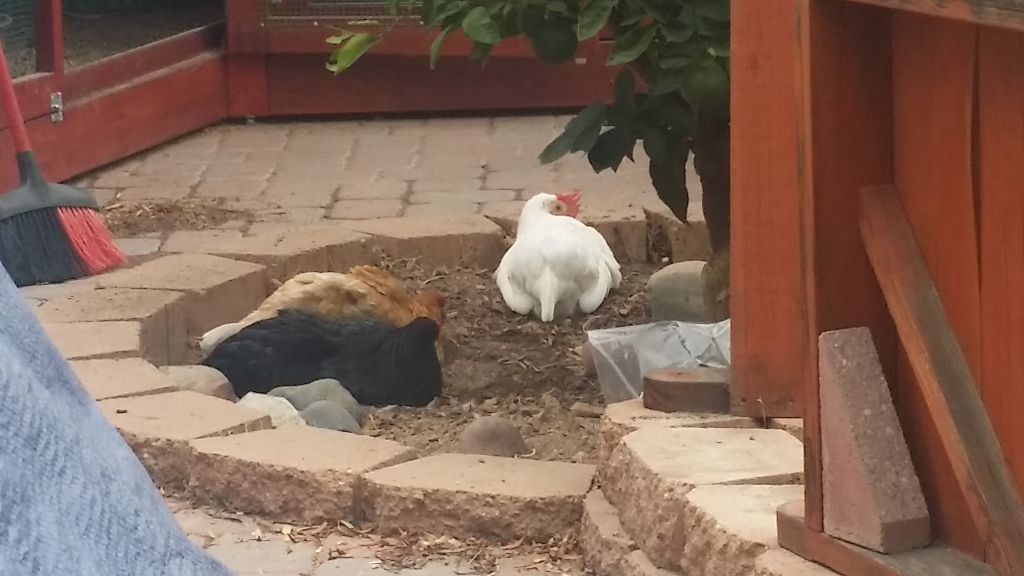 Readers show their chickens